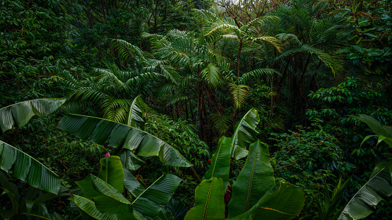 Tropical rain forest with big trees