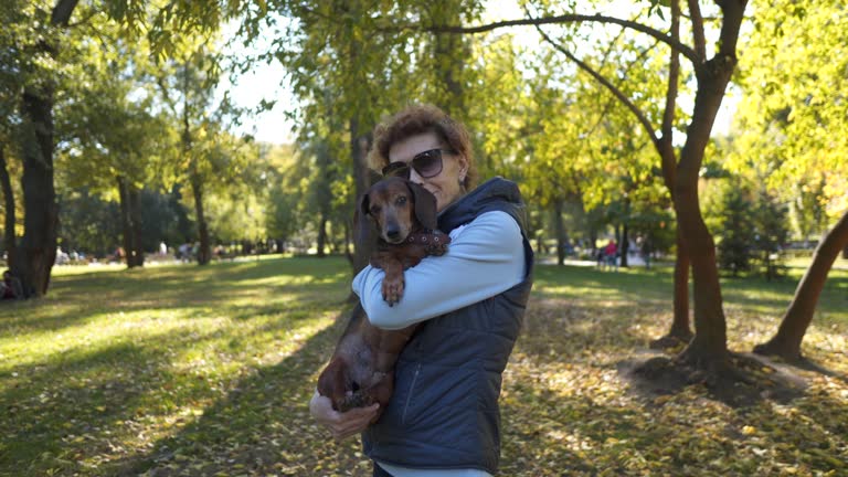 Mature woman holds her dachshund dog in arms, hugs and kisses it while posing for camera in a sunny autumn park. Theme is love of pets and outdoor activities. Happy pet lady owner outdoors.