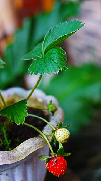 istock Strawberry plants in pots. 2063552309