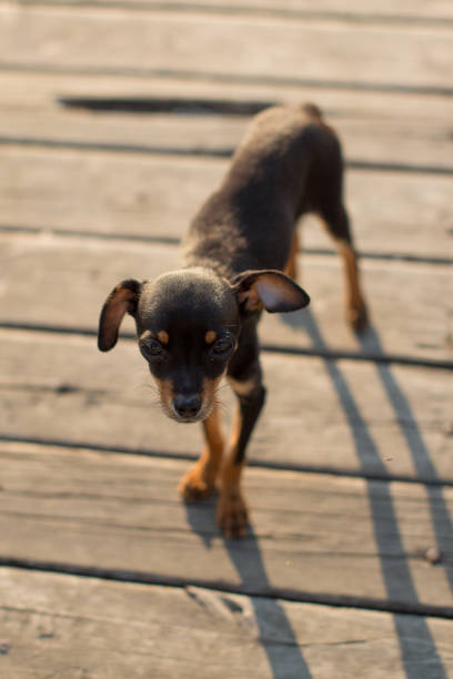Brown dog miniature pinscher profile view with copy space for text on blue blurred bedroom wall and interior background.