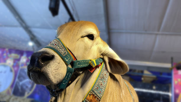 istock Beautiful cow are standing on a farm. 2063553373