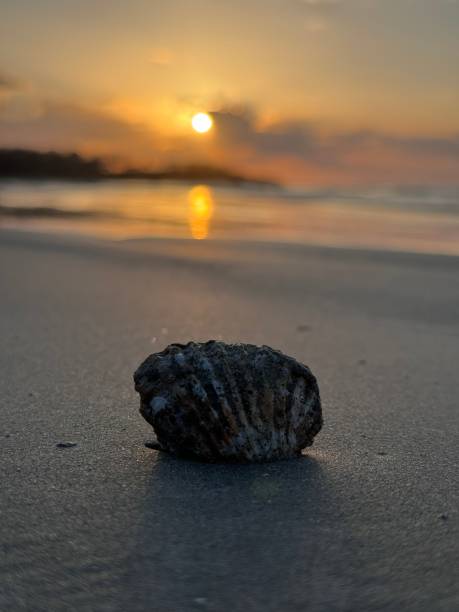 istock Tamarindo Costa Rica beach sunset 2063557098