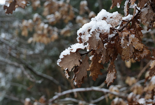 Oak leaves with snow at the edge of an urban forest park in Surrey, British Columbia. Winter morning in Metro Vancouver.