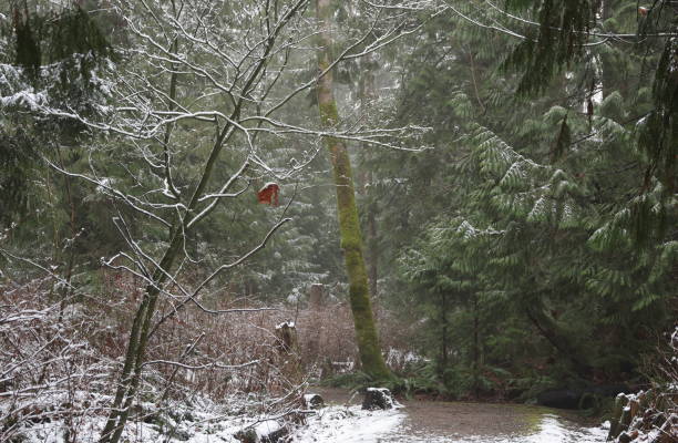 Fog and light snow in an urban forest in southwestern British Columbia.\nPlant hardiness Zone 8A.