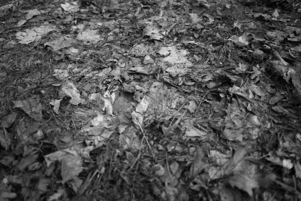 Gray leaves scattered on the ground