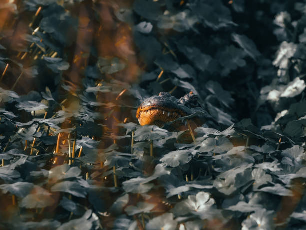 An American alligator hiding in vegetation