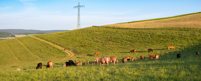 Cows grazing on pasture in Germany, species appropriate animal husbandry, farmland meadow