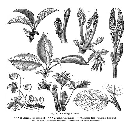 Very Rare, Beautifully Illustrated Antique Engraved Victorian Botanical Illustration of The Natural History of Plants, Unfolding of Leaves, Victorian Botanical Illustration published in 1897. Copyright has expired on this artwork. Digitally restored.