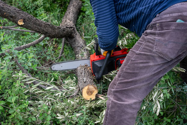 istock Men sawing olive tree with a chainsaw in his backyard. 2063572636