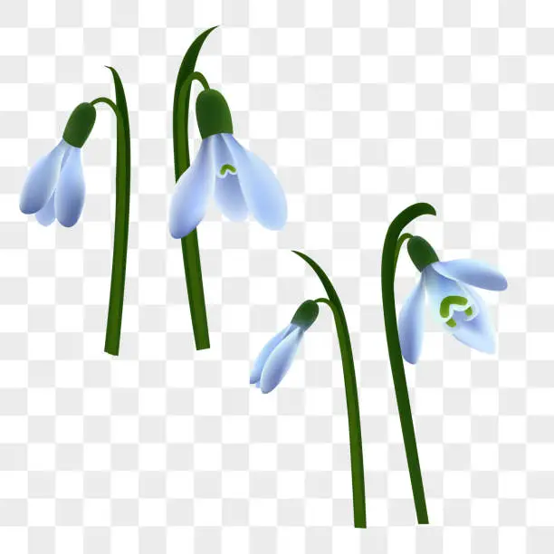 Vector illustration of Spring background. snowdrops and green leaves.  Realistic drawing of spring flowers with stems and leaves, Eps 10