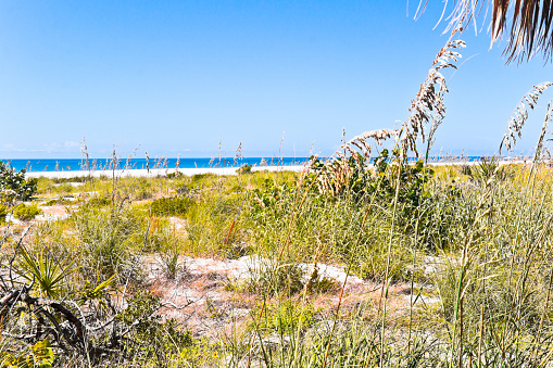 Beach vegetation on Sanibel Island with tropical beach plants of Florida at the Gulf of Mexico, USA. Some incidental people on the beach in the background.