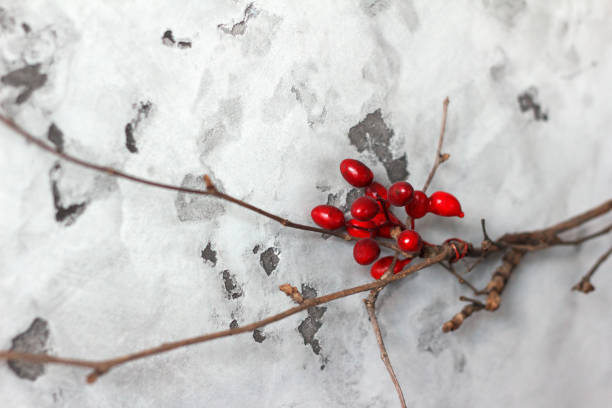 Decorative beautiful wall indoors, twigs with bright artificial berries are attached to gray wall. Interesting unusual background in interior of  house