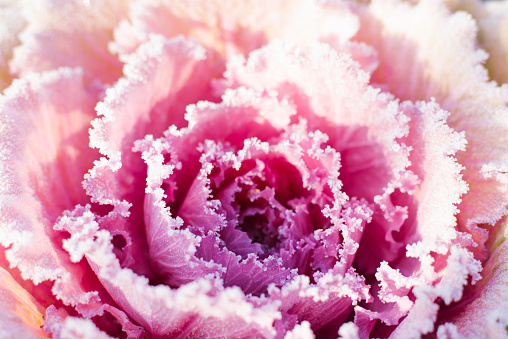 Colorful blooming ornamental cabbage flower (cauliflower) with frost