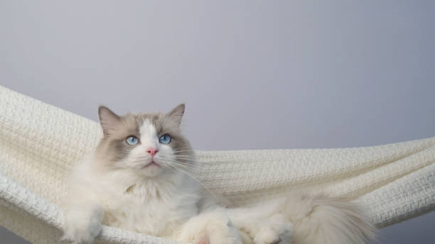 istock The cat is swinging in a hammock. 2063591879