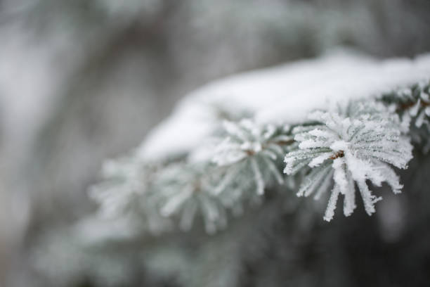 spruce in the snow. pine. - on branch imagens e fotografias de stock