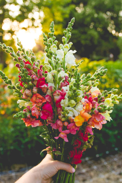 A bright flower bouquet of tall, multicolored snapdragons being held by a hand in the garden with blurred golden light in the background