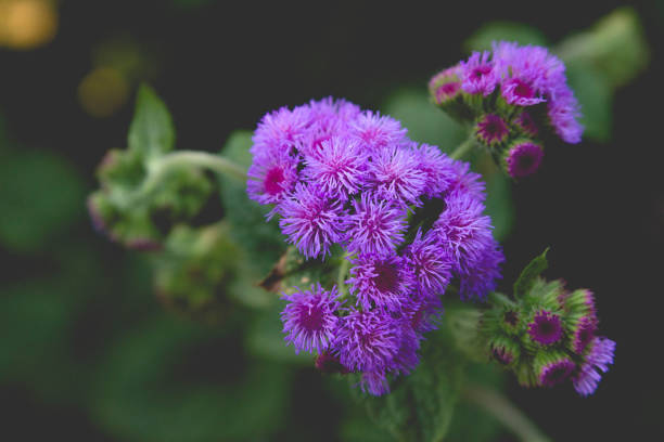 A close-up top view of a purpler Ageratum flower