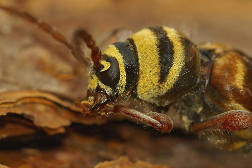 Natural extreme closeup on the head of an endangered European longhorn beetle,Plagionotus detritus, female