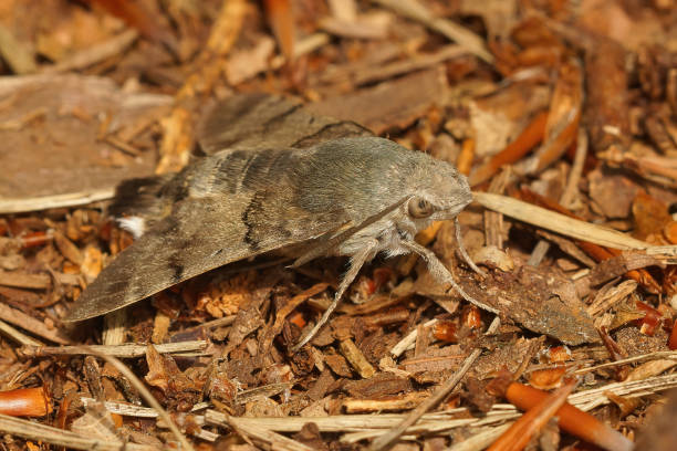 Free picture: The hummingbird hawk-moth (Macroglossum stellatarum), a ...