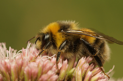 Natural closeup on a white-tailed bumblebee, Bombus lucorum, male on a pink Eupatorium flower