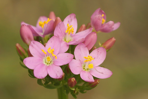 Natural closeup on the soft pink flowering Common or European centaury wildflower, Centaurium erythraea