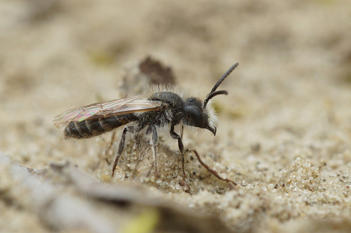 Natural closeup on a small male red bellied miner , mining bee, Andrena ventralis