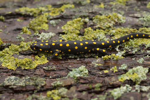 Colorful full body closeup on a beautiful , terrestrial adult Anatolian spotted newt, Neurergus strauchii strauchii