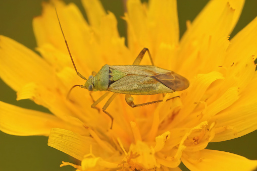 Natural closeup on a green Miridae plant bug, sitting in a yellow fower