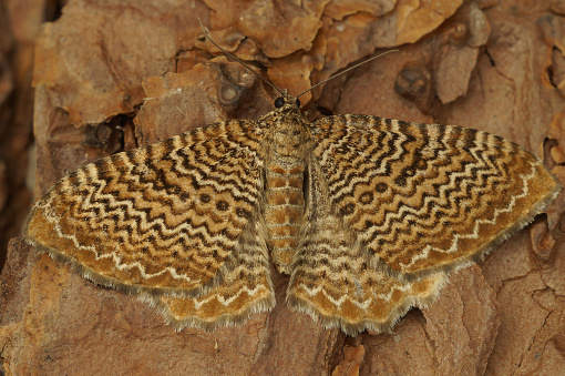 Detailed closeup on a poplar hawk moth, Laothoe populi sitting on a tree-trunk