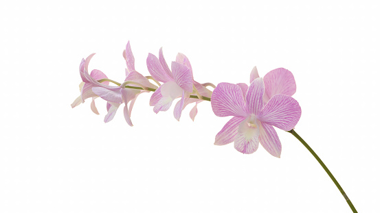 Orchid Dendrobium sp on white isolated