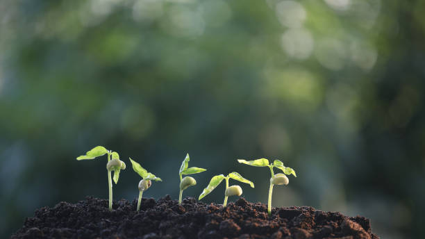 istock bean sprout growing under sunlight macro close up small plant planting 2063598850