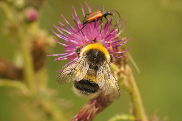 istock Closeup on a worker white-tailed bumblebee, Bombus lucorum on a purple thistle flower 2063598865