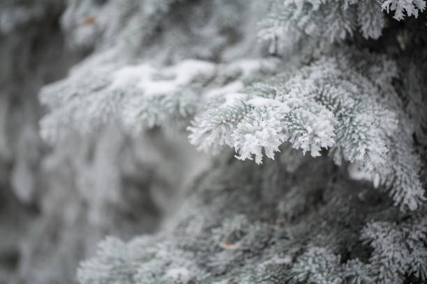 spruce in the snow. pine. - photography branch tree day imagens e fotografias de stock