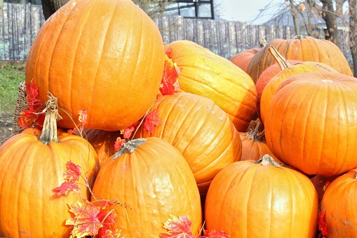 Colourful organic pumpkins on agricultural fair. Harvesting autumn time concept. Garden fall natural plant. Thanksgiving halloween decor. Festive farm rural background. Vegetarian food