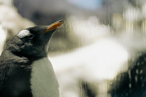 Gentoo penguins at Neko Harbour colony on the Antarctic Peninsula.
