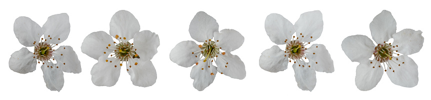 Cherry plum flowers collection, isolated on white  background.