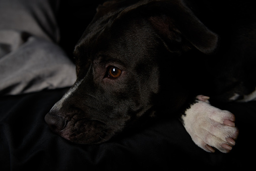 American pit bull terrier on dark background. Close up.