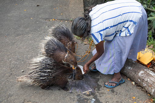 Sri Lanka 10 february 2023. An elderly woman from Sri Lanka holds three pet porcupines on a leash. photograph of an attraction for tourists for money.