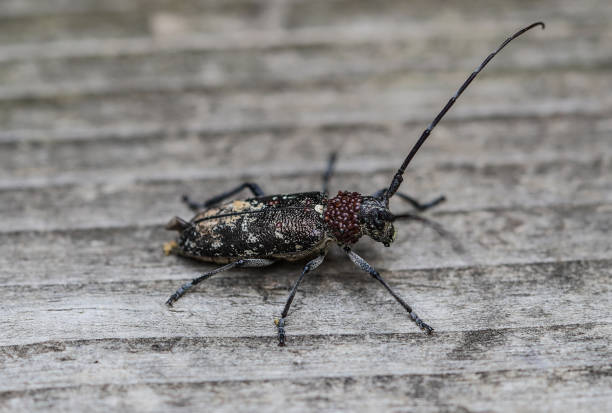 istock White spotted sawyer beetle with red mites attached to neck. 2063654324
