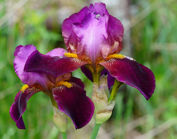 istock Beautiful purple iris flower growing in the wild. 2063655996