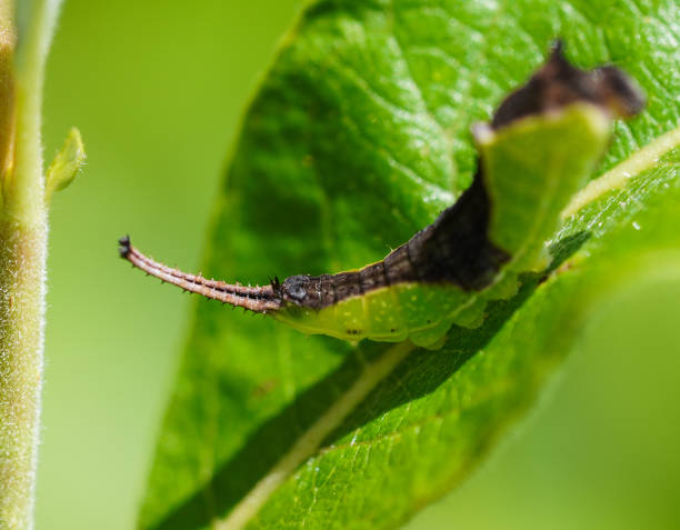 istock Close up macro of a white furcula caterpillar on a leaf. 2063656525