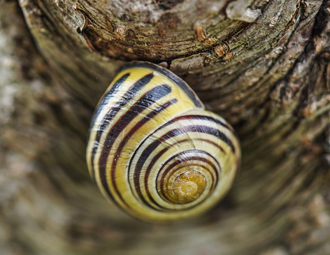 A Closeup macro of a striped ground snail on a tree.