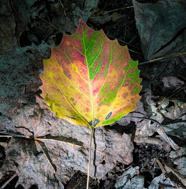 A colorful fall leaf sitting among some dead forest foliage.