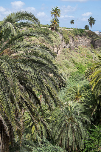 Palm trees in Arucas, Gran Canaria