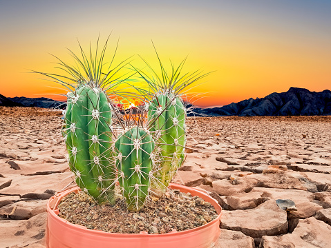 saguaro cactus (Carnegiea gigantea) At Sunsets in the Desert environment. High quality photo