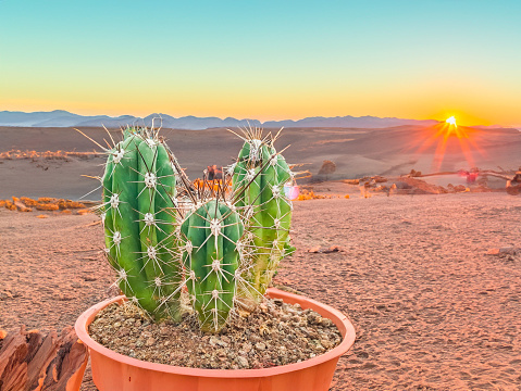 saguaro cactus (Carnegiea gigantea) At Sunsets in the Desert environment. High quality photo