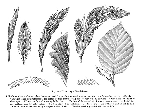 Very Rare, Beautifully Illustrated Antique Engraved Victorian Botanical Illustration of The Natural History of Plants, Unfolding of Beech Leaves, Victorian Botanical Illustration published in 1897. Copyright has expired on this artwork. Digitally restored.