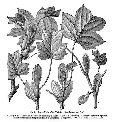 Very Rare, Beautifully Illustrated Antique Engraved Victorian Botanical Illustration of The Natural History of Plants, Leaf Unfolding of the Tulip Tree (Liriodendron tulipifera), Victorian Botanical Illustration published in 1897. Copyright has expired on this artwork. Digitally restored.