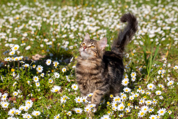 Longhair Norwegian forest cat kitten surrounded by daisies in spring.