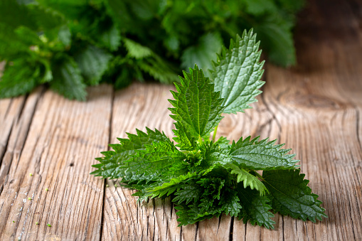 Urtica plant on wooden background